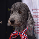 The family dog, Milly Kakao, is also dressed for the celebration (Photo: Stella Pictures)